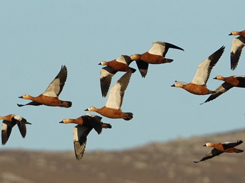 Direnen Gökçeada Tuz Gölü Sulakalanı ile Çevre Bilincinin&nbsp;Geliştirilmesi